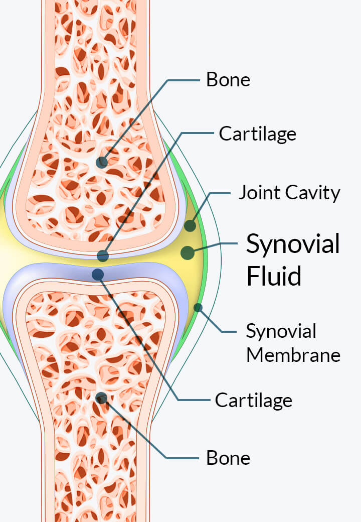 Joint Genesis Mechanism Diagram